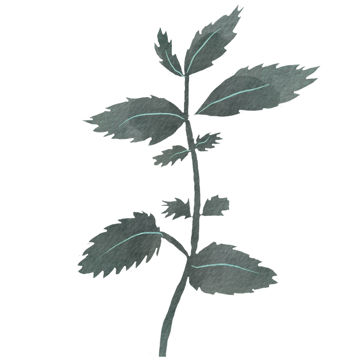 Botanical illustration of stinging nettle (Urtica dioica)