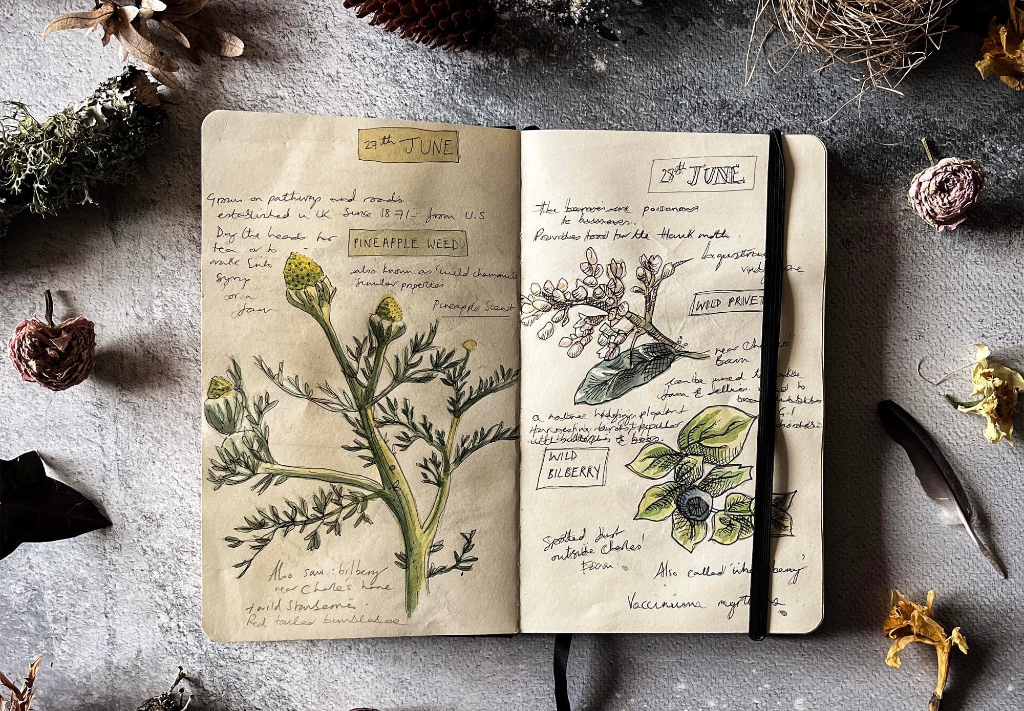 Hedgerow and moor guide on how to start a nature journal 