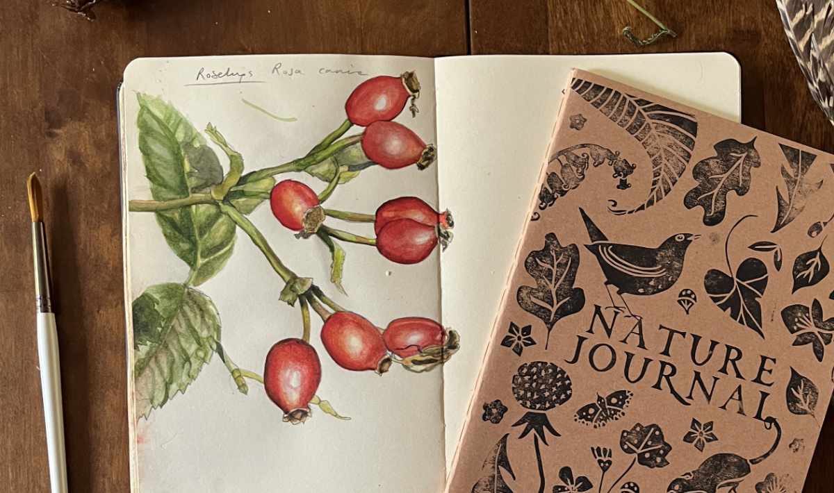 Hedegrow and Moor nature journal and a hand painted nature journal showing rosehip berries