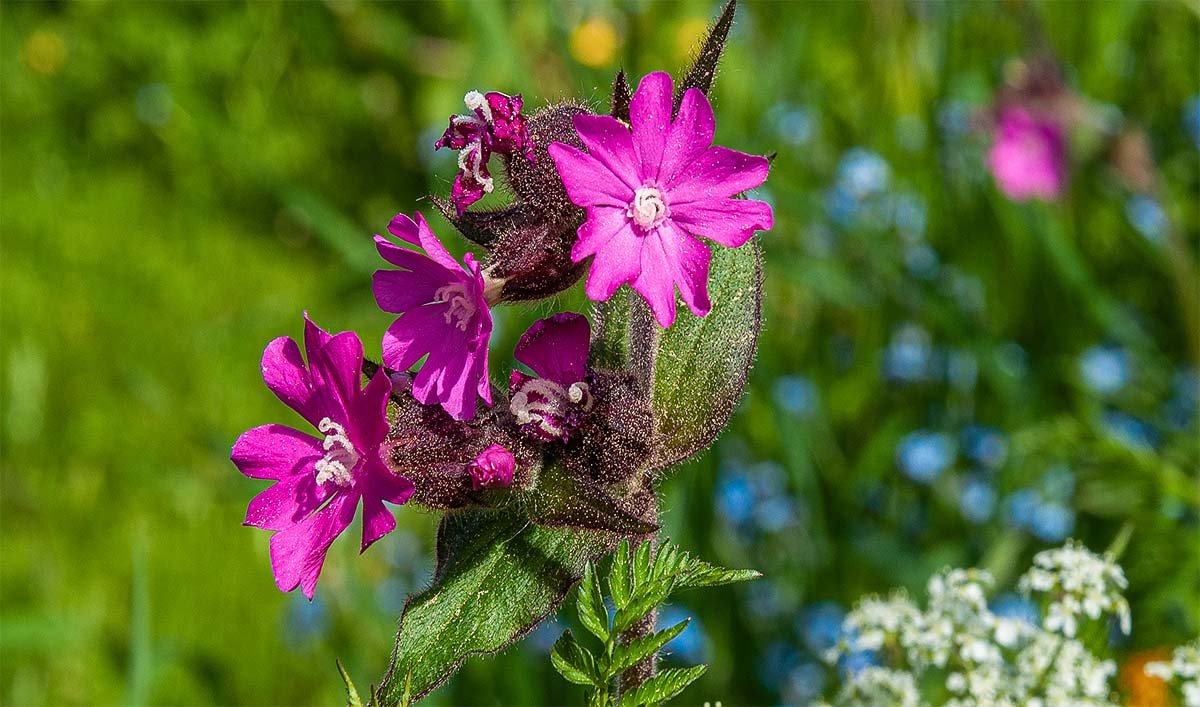 Red campion magical fairy plants pop the hedgerow