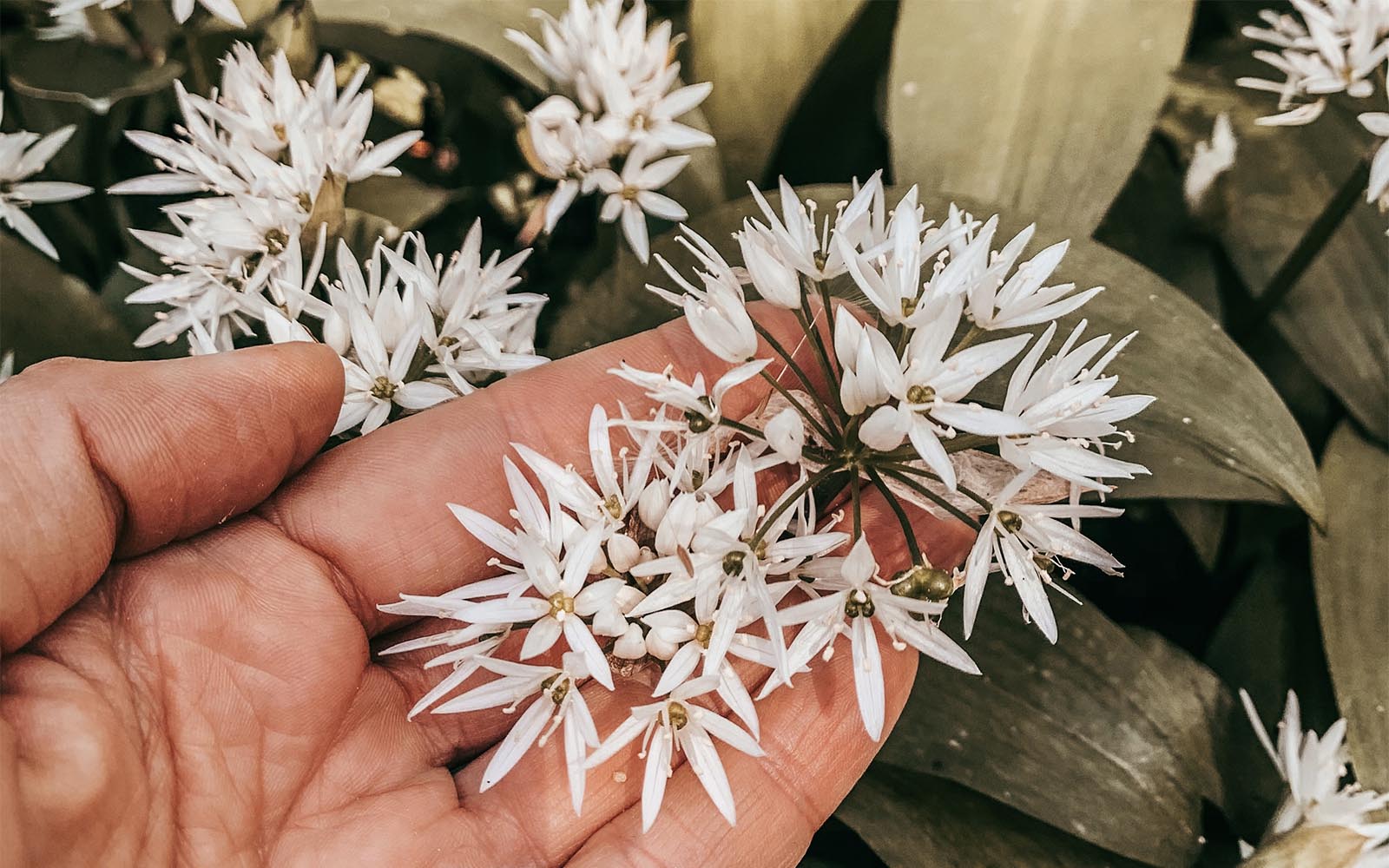 Hedgerow and moor blog the art of noticing ,wild garlic