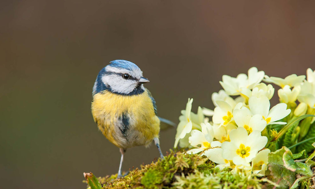 English country garden showing a blue tit with spring primrose flowers