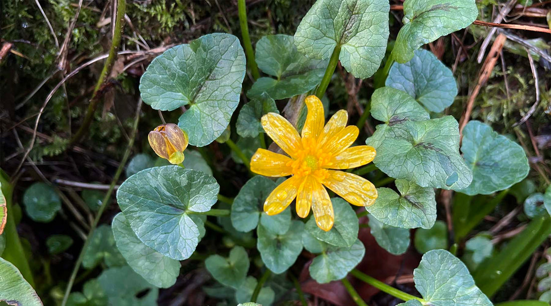 A yellow Celandine flower for Hedgerow and Moor late winter blog