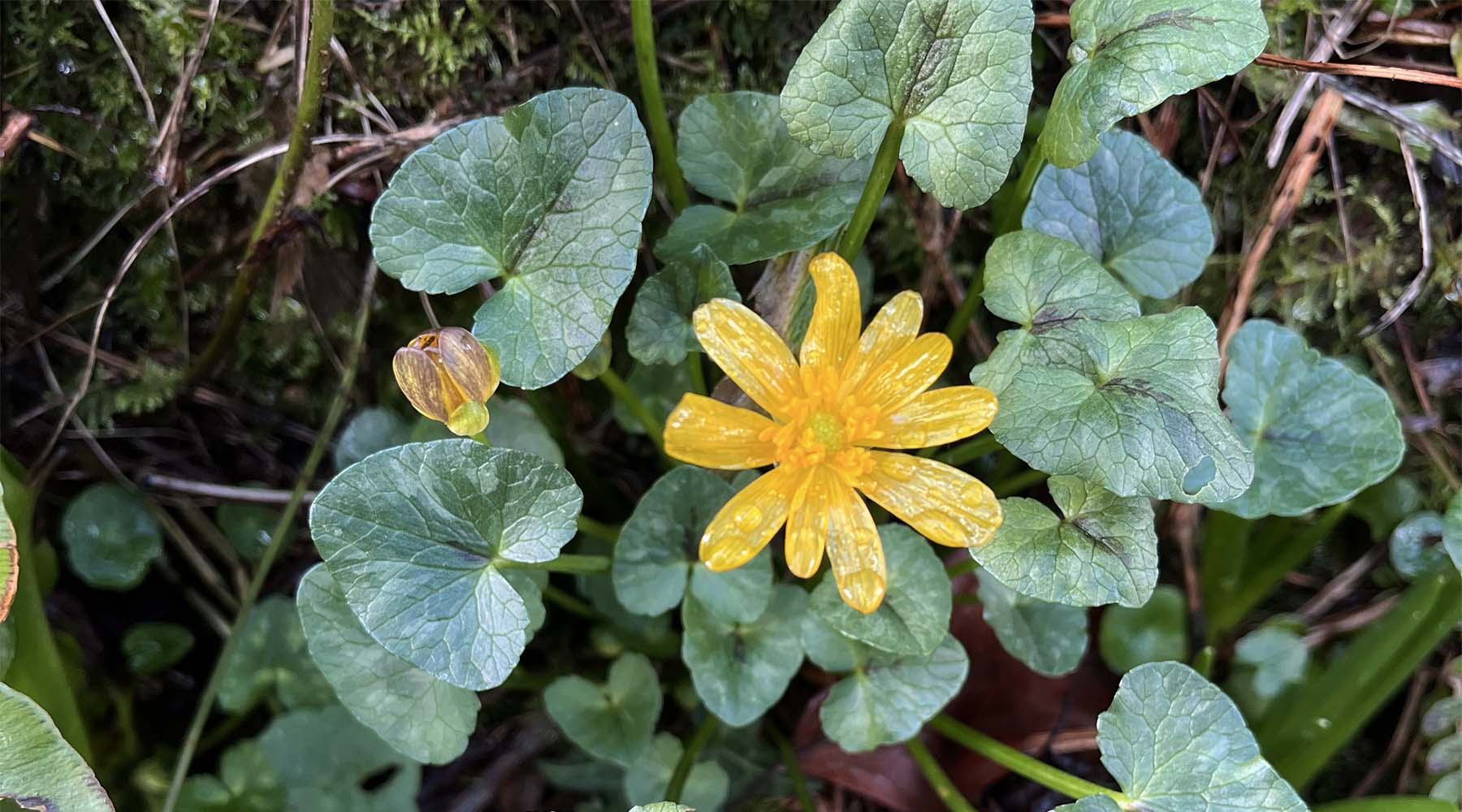 A yellow Celandine flower for Hedgerow and Moor late winter blog