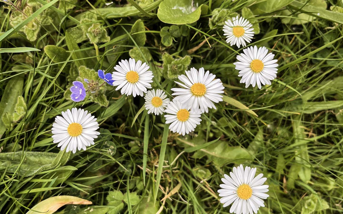 Daisies growing wild on a lawn