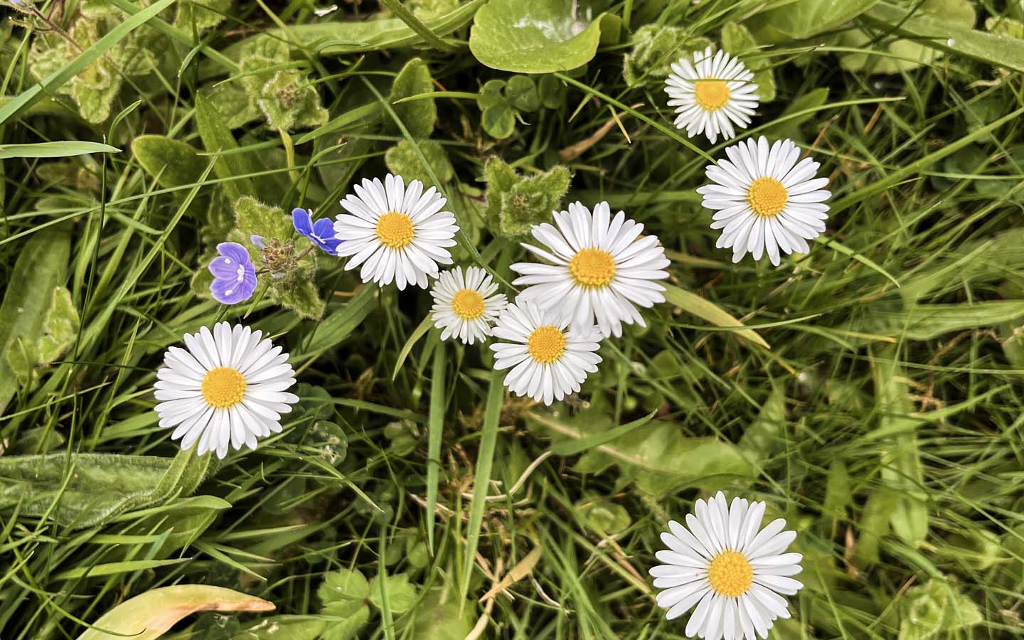 Daisies growing wild on a lawn