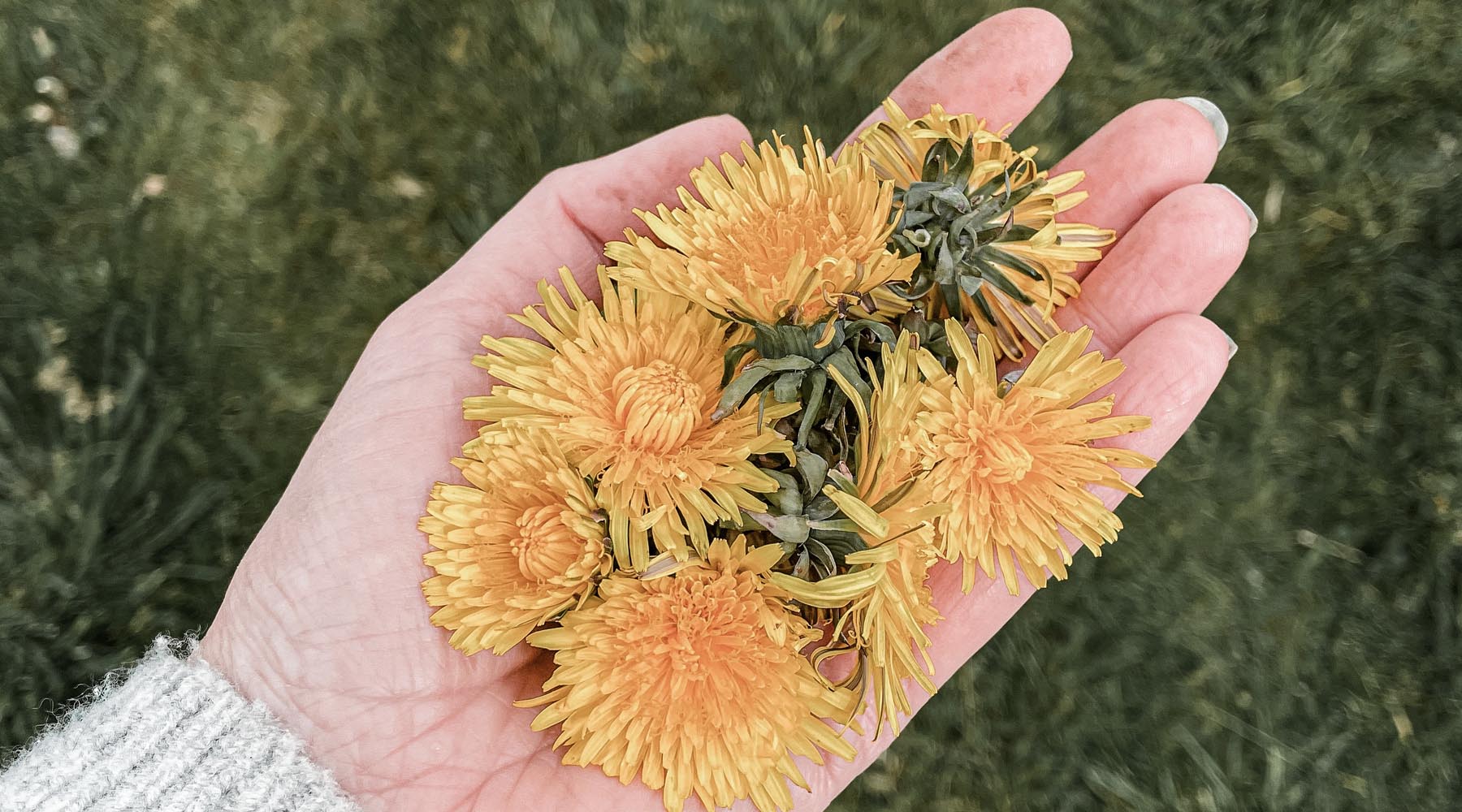 Foraging for spring flowers such as dandelions in the hedgerow