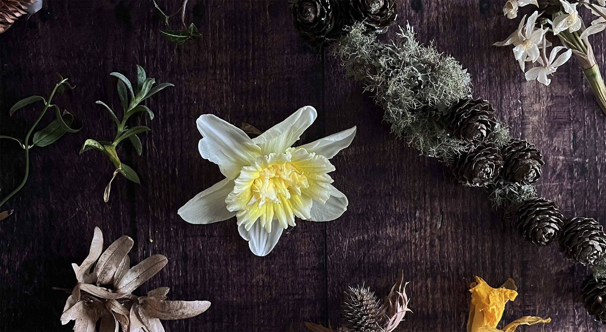 Early spring flowers for decoration in the home