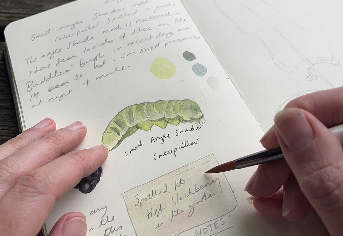 Hedgerow and Moor how to record signs of nature in your nature journal