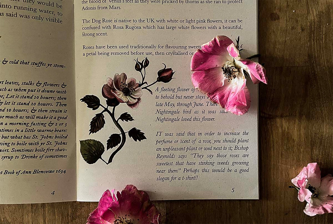 the hedgerow and June almanac zine featuring dog roses