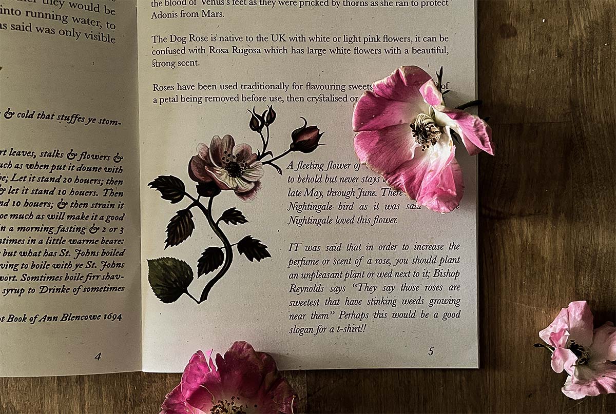 the hedgerow and June almanac zine featuring dog roses