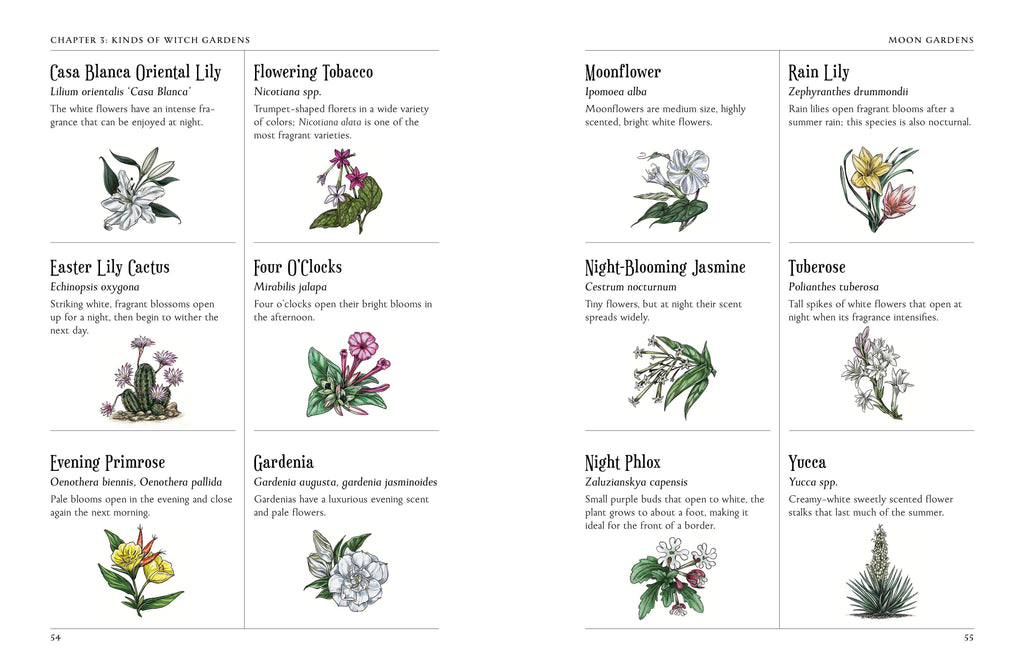 Illustrations of various flowers with labels on a white background