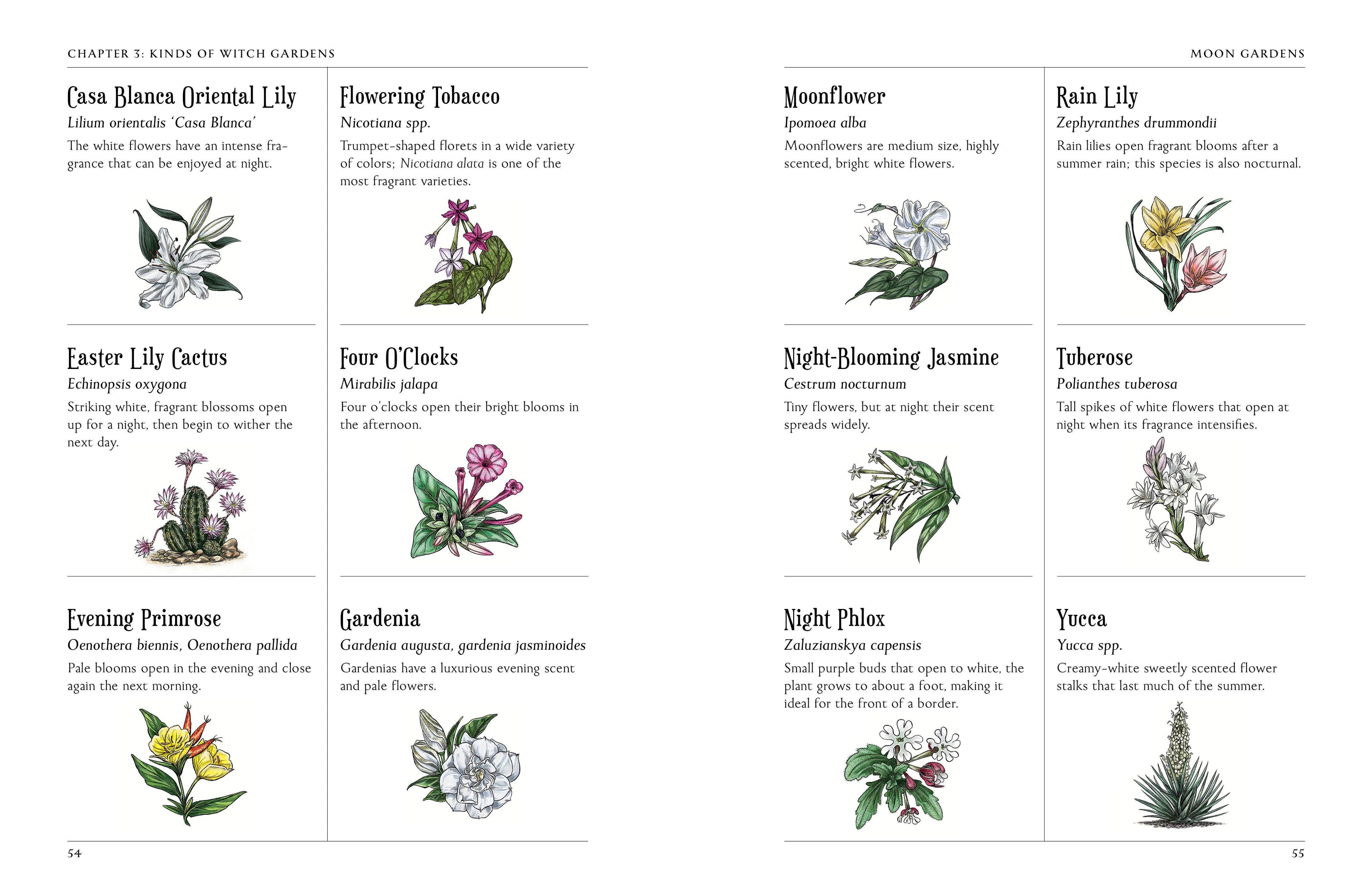 Illustrations of various flowers with labels on a white background