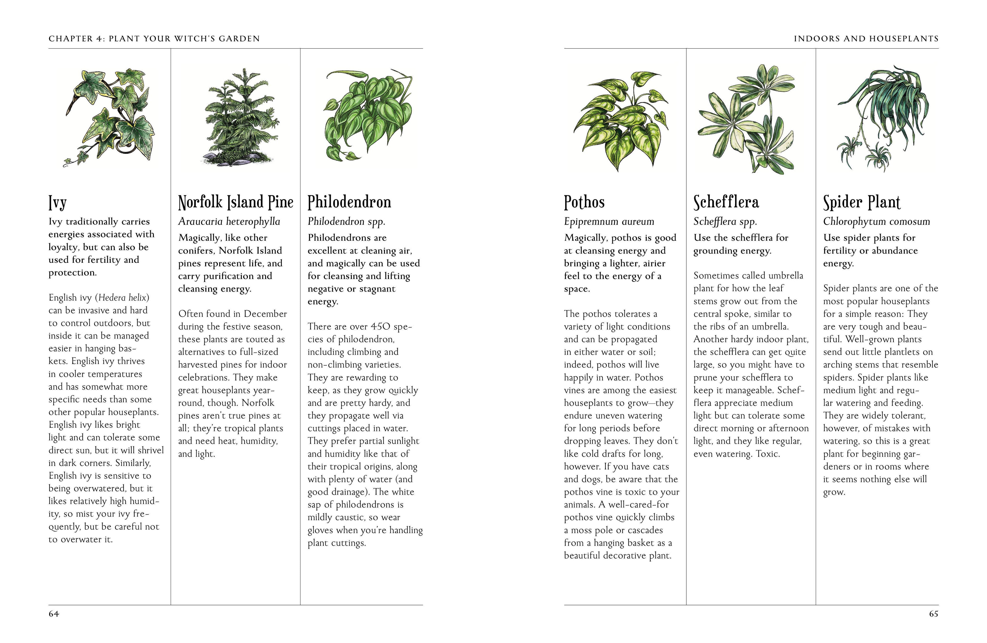 Page from a book or magazine featuring illustrations of plants with text descriptions.