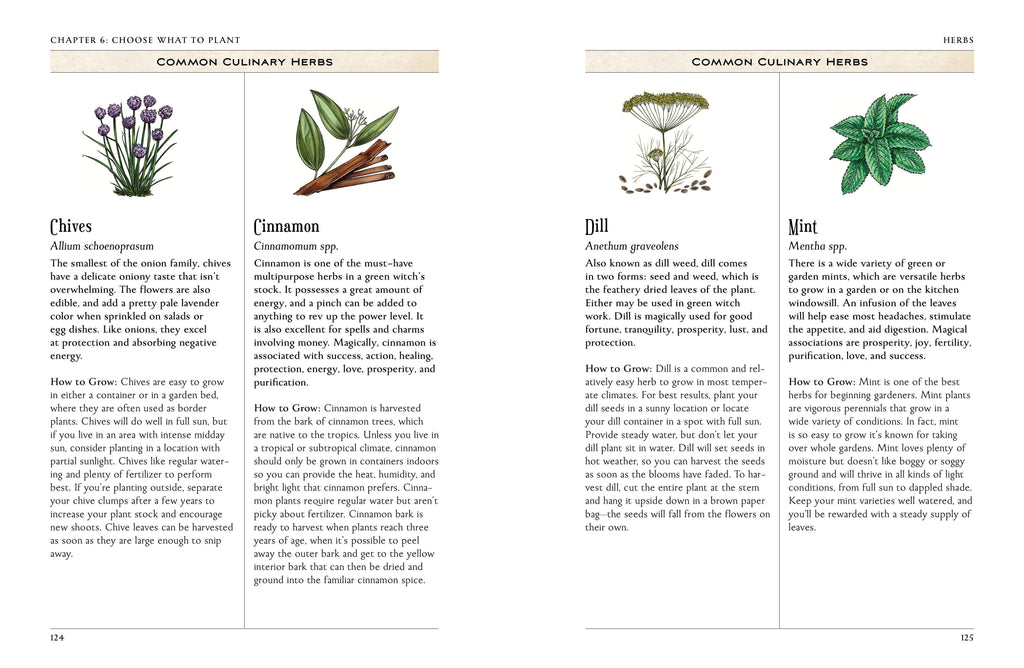 Page from a book on common culinary herbs with illustrations and text.