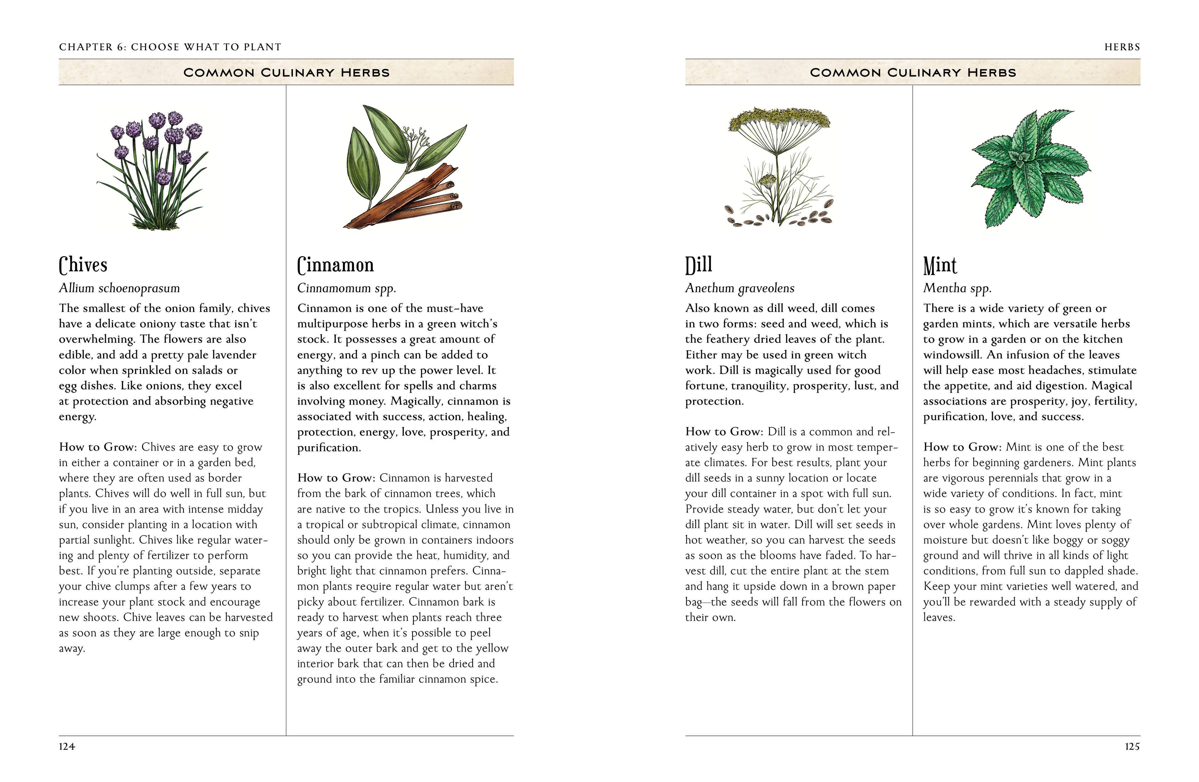 Page from a book on common culinary herbs with illustrations and text.