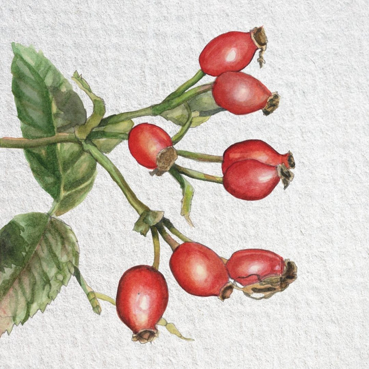 Bright red rosehips ripening on a dog rose (Rosa canina) in an autumn hedgerow