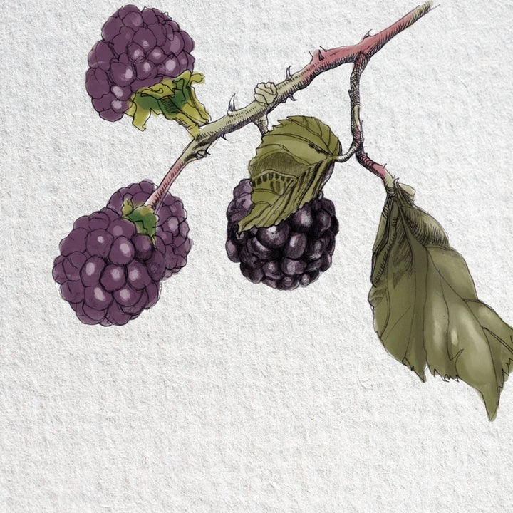 Watercolour illustration of ripe blackberries, bramble leaves and a thorny stem