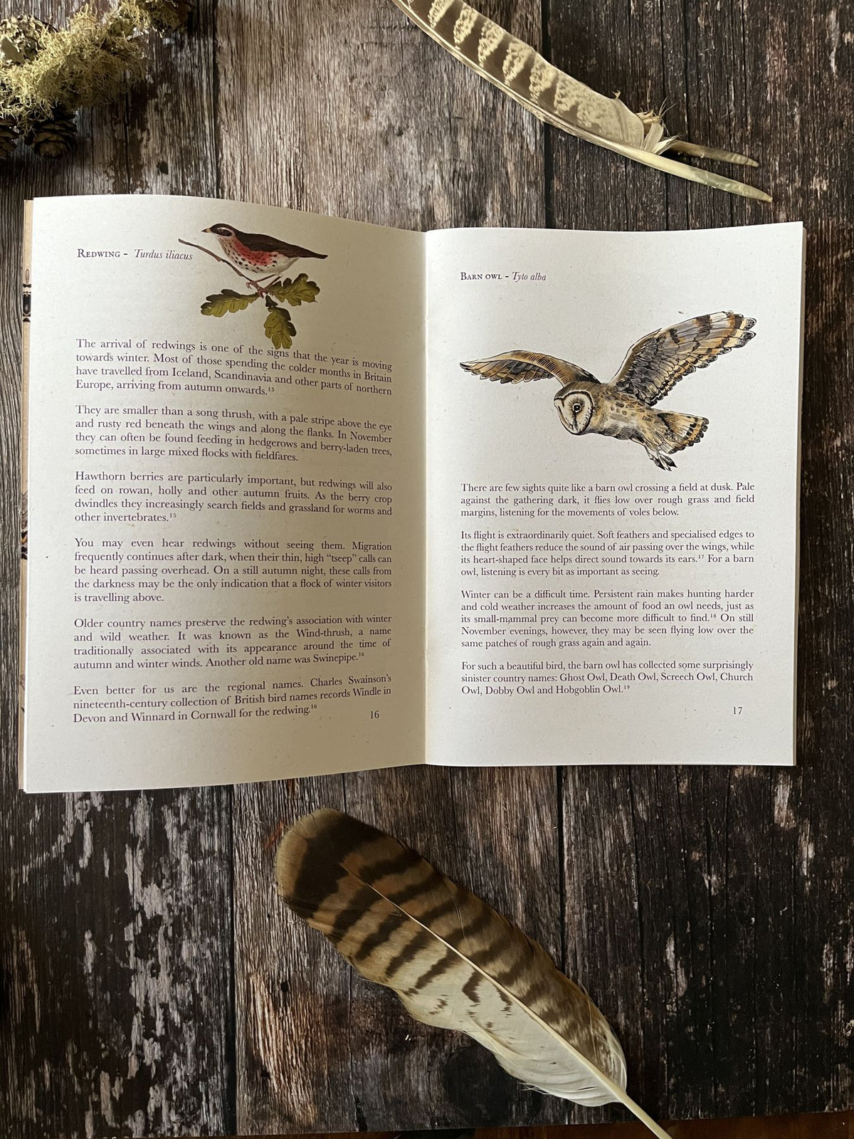 November 2026 Almanac wildlife spread with redwing and barn owl illustrations, photographed on wood with feathers.