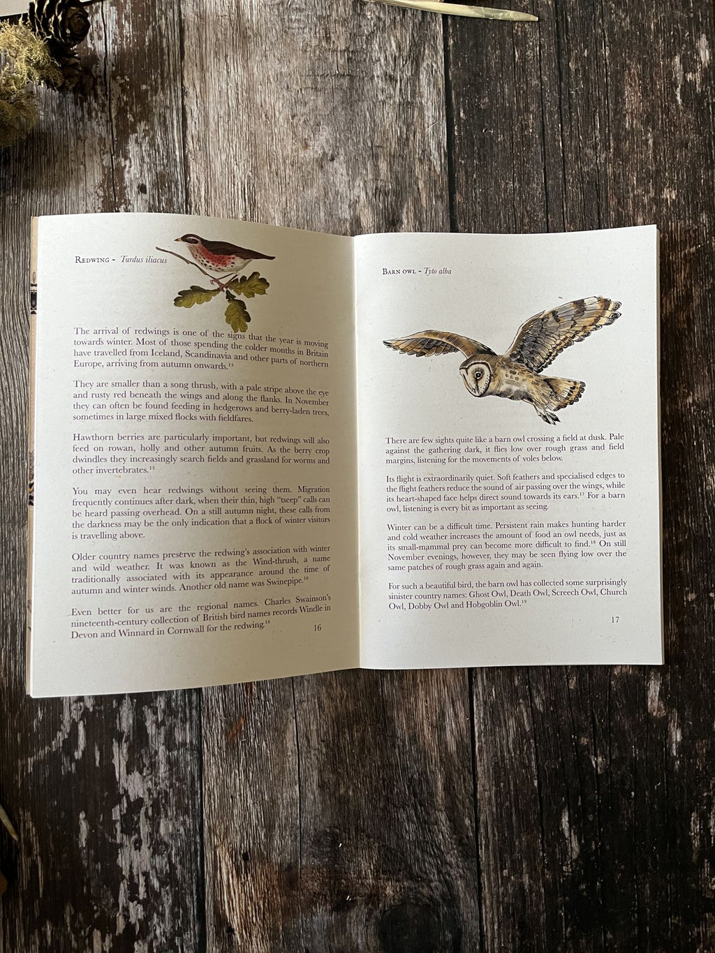 Open November Almanac zine showing illustrated articles about redwings and barn owls on pages 16 and 17.