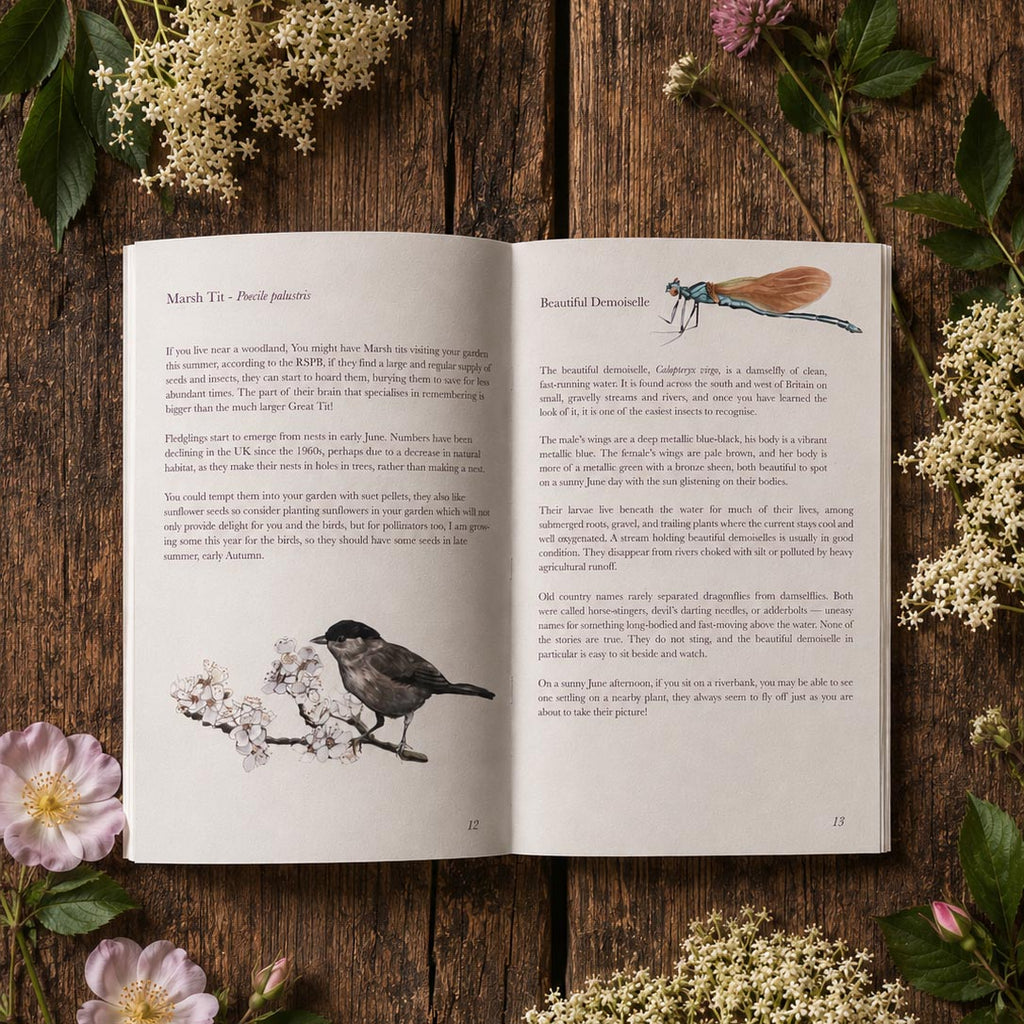 The June Almanac Zine — a seasonal guide to Midsummer, plant folklore and the natural world — Hedgerow & Moor